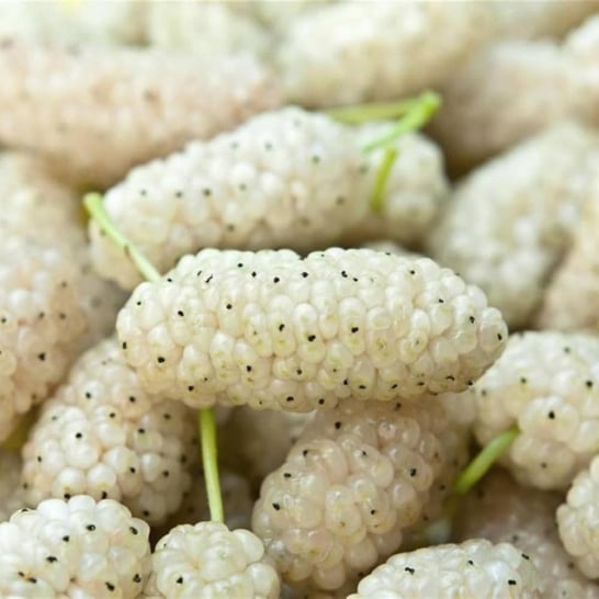 White Mulberry